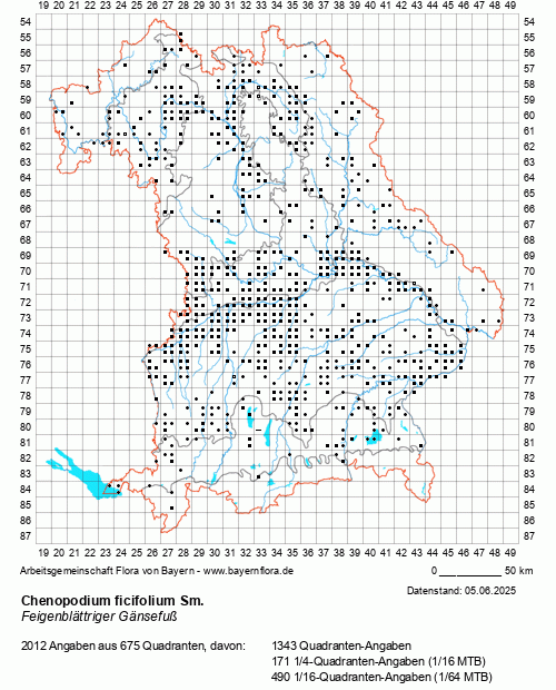 Die Verbreitungskarte zu Chenopodium ficifolium Sm. wird geladen ...