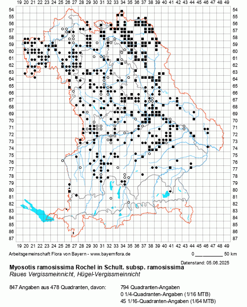 Die Verbreitungskarte zu Myosotis ramosissima Rochel in Schult. subsp. ramosissima wird geladen ...