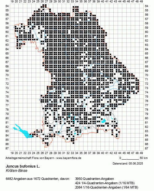 Die Verbreitungskarte zu Juncus bufonius L. wird geladen ...