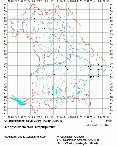 Die Verbreitungskarte zu Acer pseudoplatanus 