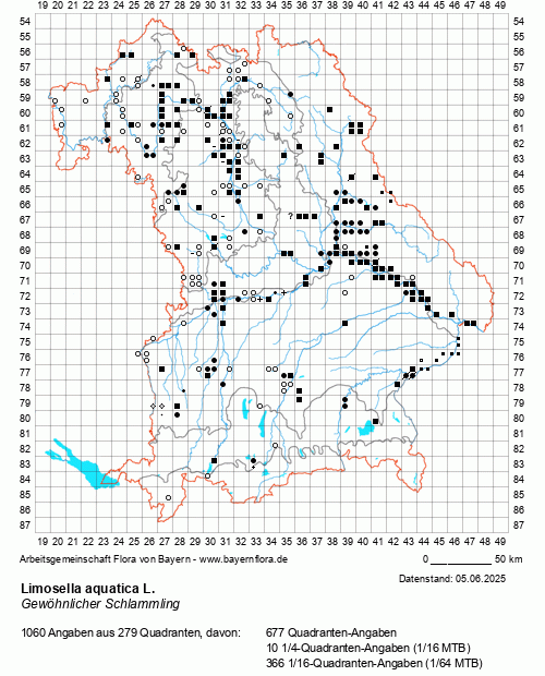 Die Verbreitungskarte zu Limosella aquatica L. wird geladen ...