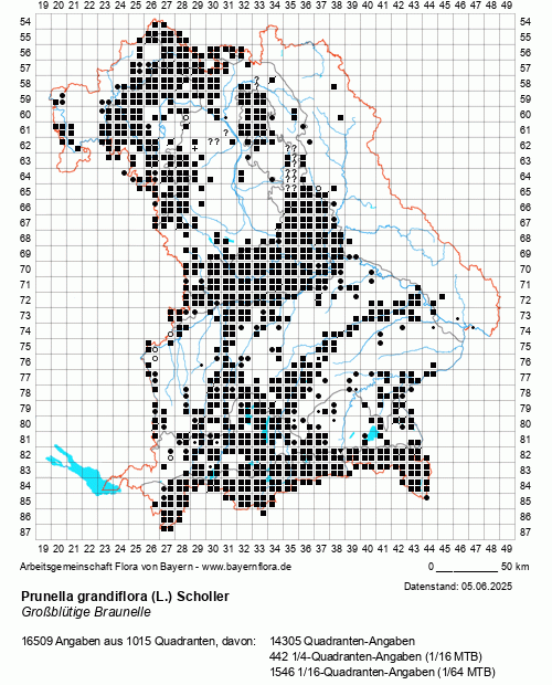 Die Verbreitungskarte zu Prunella grandiflora (L.) Scholler wird geladen ...