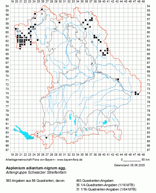 Die Verbreitungskarte zu Asplenium adiantum-nigrum agg. wird geladen ...