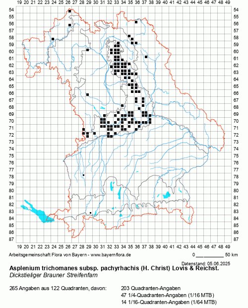Die Verbreitungskarte zu Asplenium trichomanes subsp. pachyrhachis (H. Christ) Lovis & Reichst. wird geladen ...