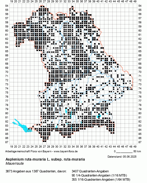 Die Verbreitungskarte zu Asplenium ruta-muraria L. subsp. ruta-muraria wird geladen ...